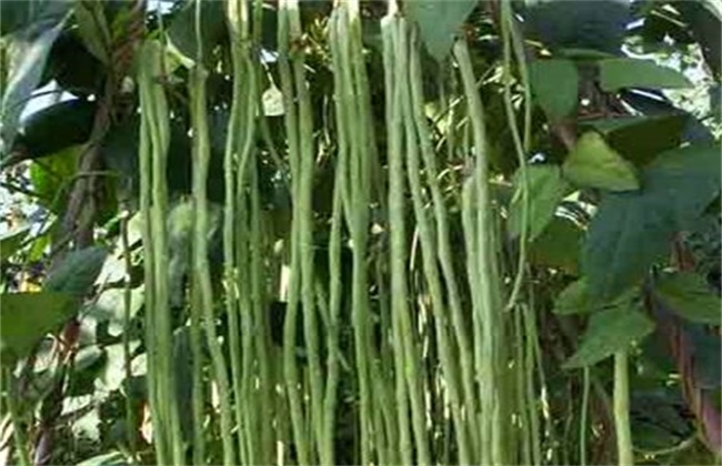 豆角徒长的原因及防治方法