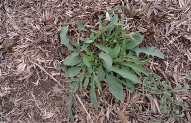 苦麻菜的种植方法