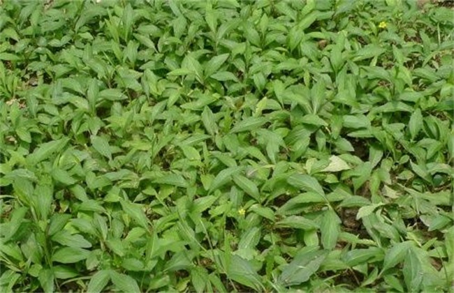 马兰头的种植方法