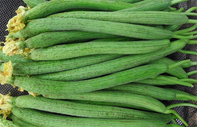 丝瓜无土栽培技术