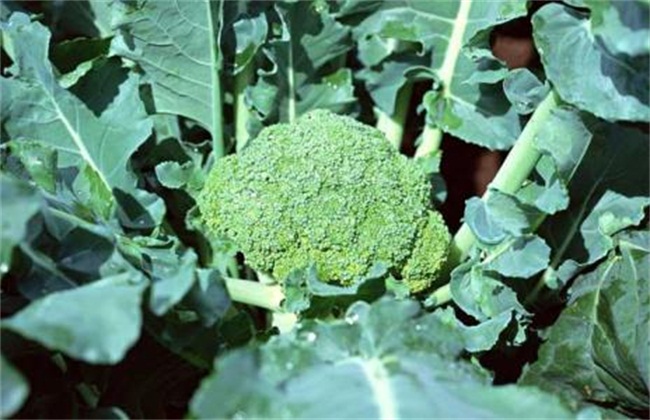 西兰花种植时间和方法