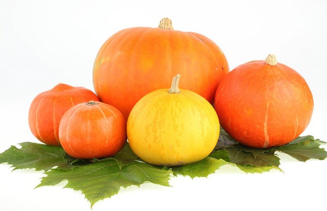 南瓜高产的种植方法