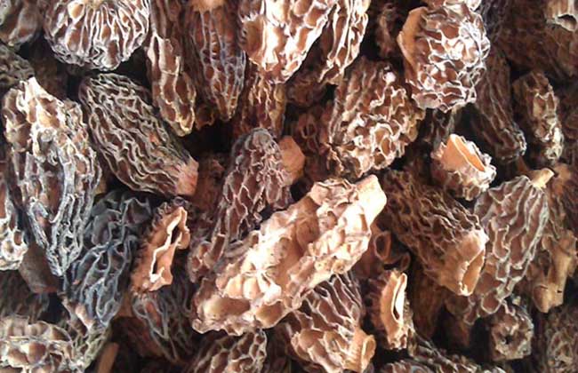 羊肚菌真的有毒吗?