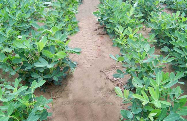 花生高产叶面肥哪种好?