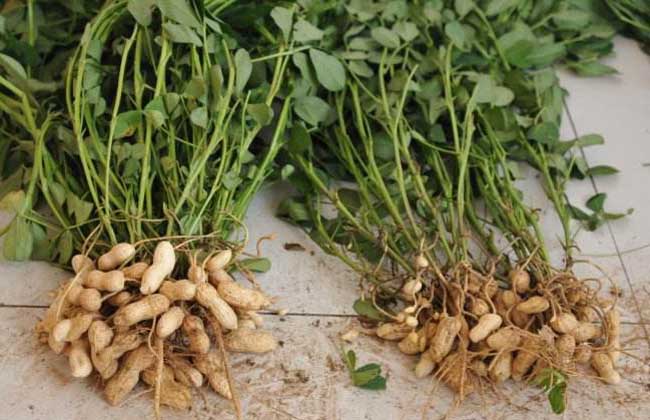 种植花生用什么肥料好?