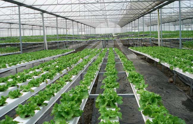 无土栽培一般投入多少钱?