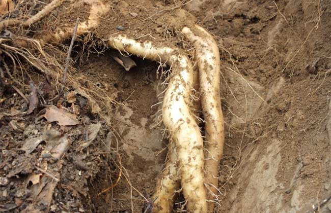 山药发芽了还能吃吗?