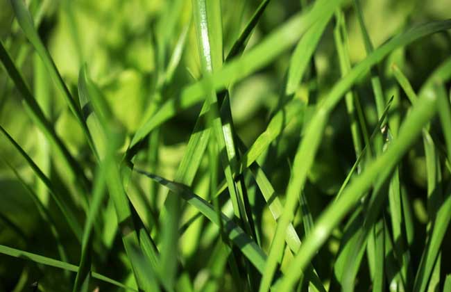 韭菜种子几天发芽?