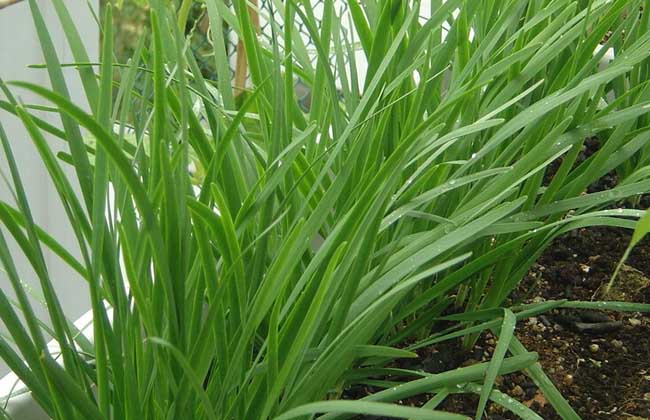 韭菜什么时候播种?