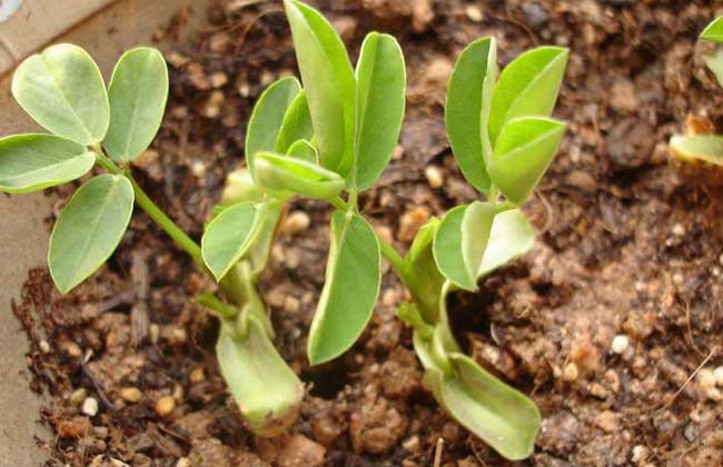 盆栽花生怎么种才好?