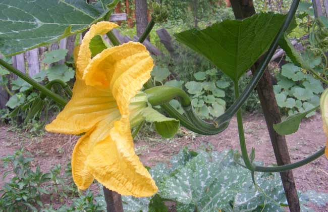 砍瓜种子怎么种?