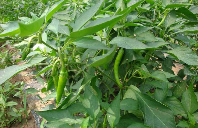 杭椒种子怎么种?