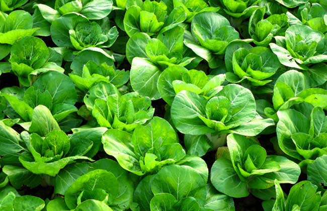 家庭种植什么蔬菜好?