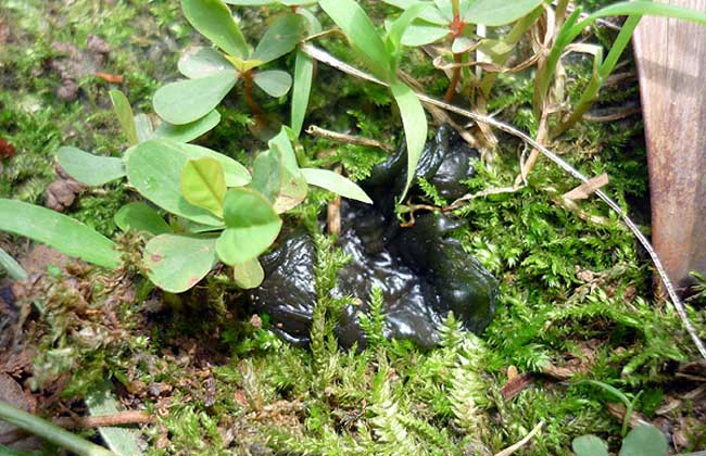 地皮菜能人工种植吗?