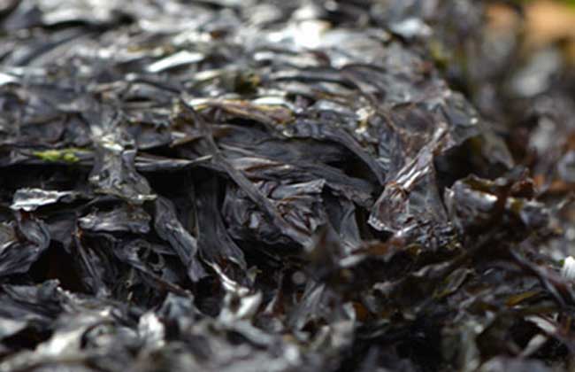 紫菜是不是发物?