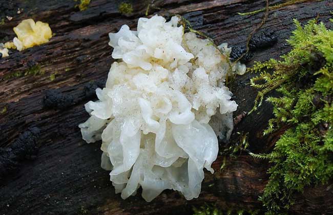 白木耳是银耳吗?