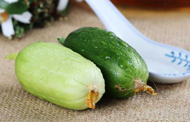 水果黄瓜是转基因吗?