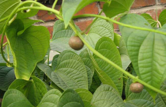 山药是什么东西?