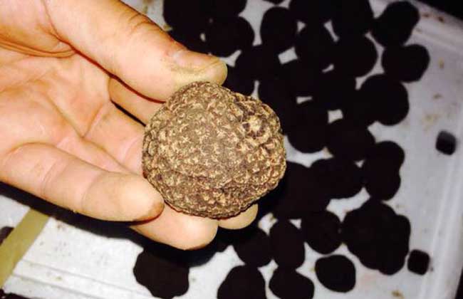 松露是什么味道?