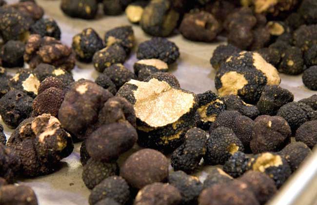 黑松露是什么东西?
