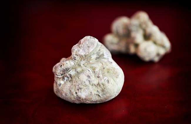 白松露菌是什么东西?