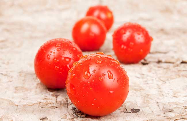 圣女果产地在哪里?