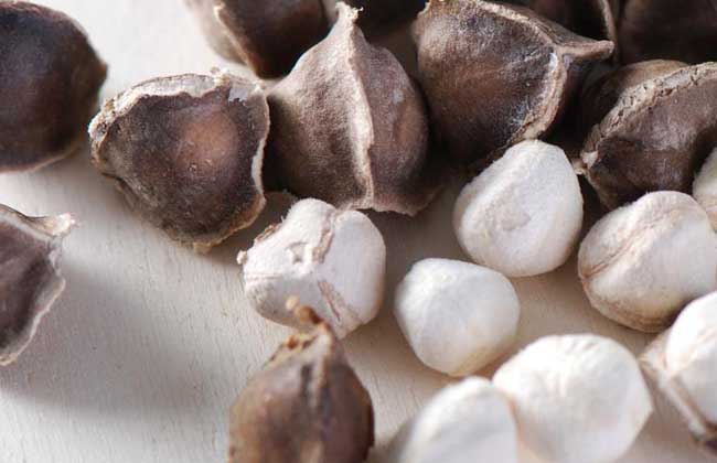 辣木种子怎么种?