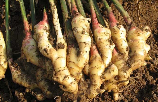 生姜高产品种有哪些?