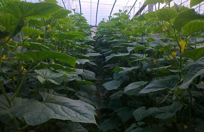 大棚蔬菜的种植前景