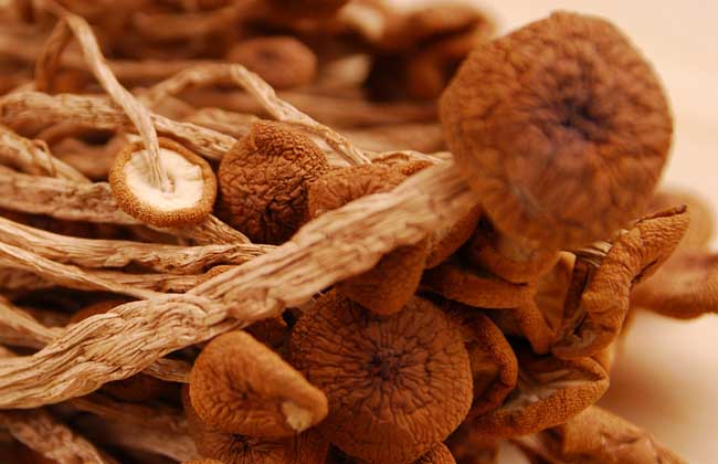 茶树菇的生长条件有哪些?