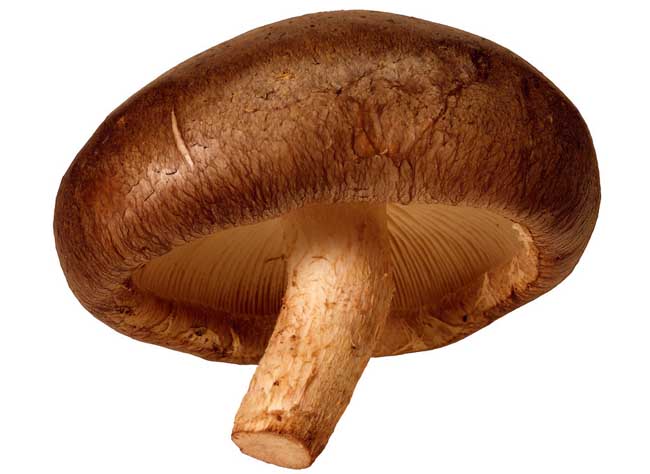 香菇和冬菇的区别有哪些?