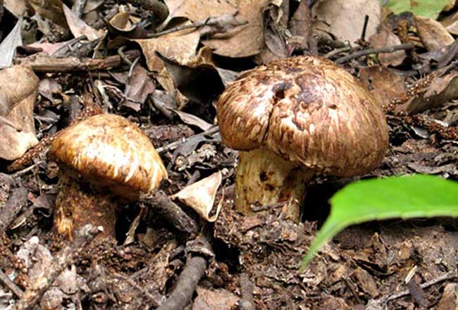 松茸产地分布在哪些地方?