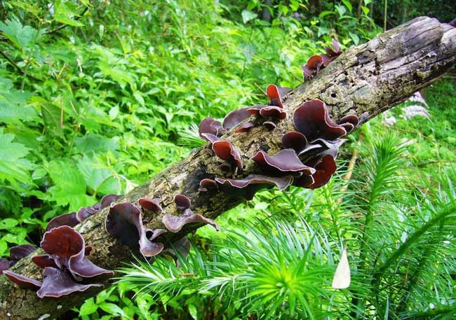 木耳产地主要有那些地方?