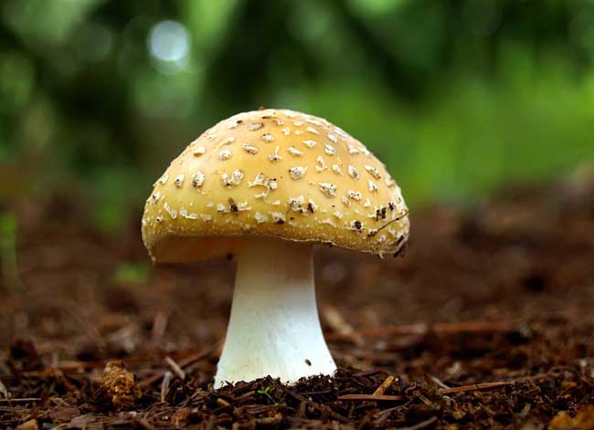 常见食用菌种类有哪些?