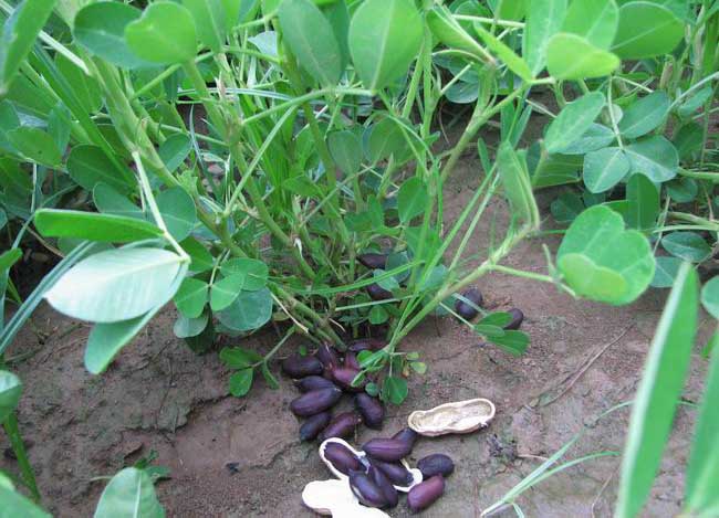 黑花生产地主要有哪些地方?