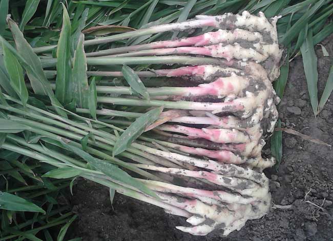 生姜的种植时间是什么时候?