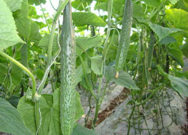 黄瓜的种植时间是什么时候?