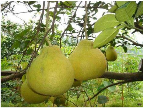 沙田柚产地在哪 种植几年可结果