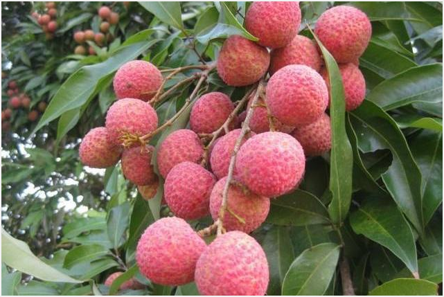 荔枝需肥规律（荔枝施肥时期）