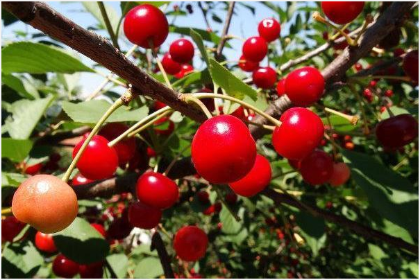 果树怎样预防倒春寒?