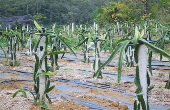 火龙果的三大育苗技术