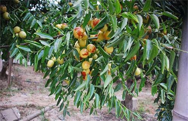 冬枣裂果原因及防治措施