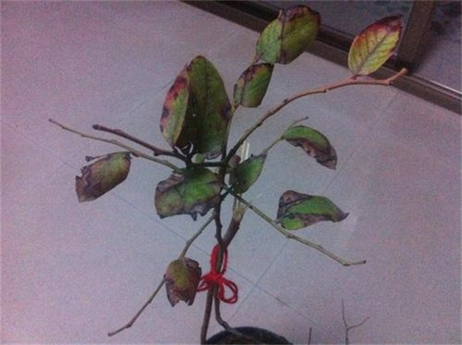 蓝莓叶子发黄干枯原因及解决方法