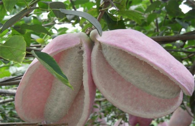 八月瓜怎么繁殖?八月瓜的繁殖方法