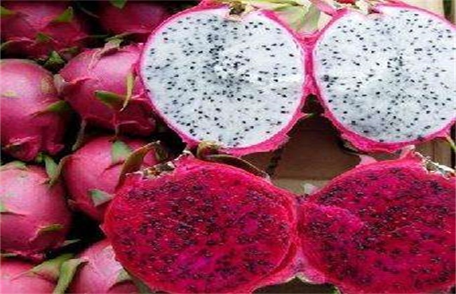 火龙果该怎么种植?火龙果种植技术介绍