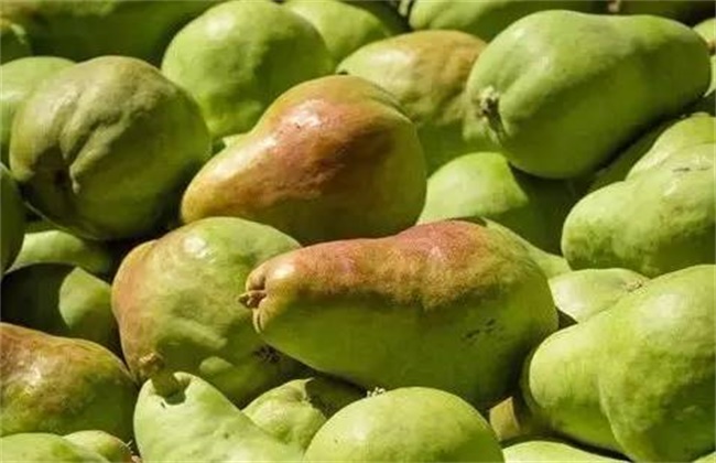 西洋梨的种植技术