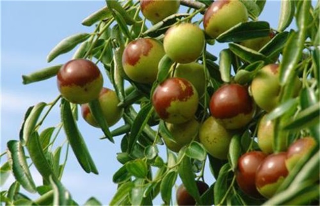 冬枣的田间管理技术