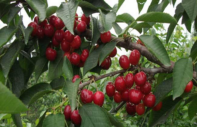 如何提高车厘子的产量
