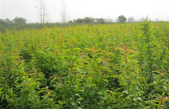 石榴苗的培育方法