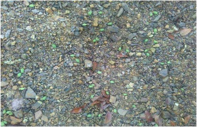 荔枝落花落果的原因